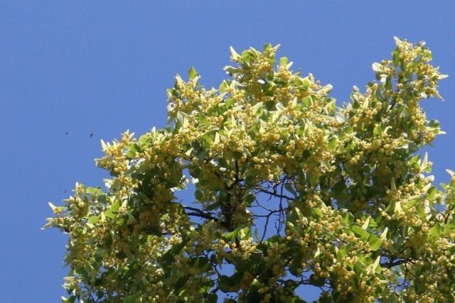 Липа во время цветения Липа во время цветения