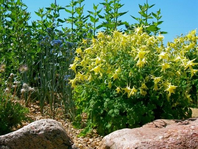 Аквилегия золотистая "Denver Gold" Аквилегия золотистая "Denver Gold"