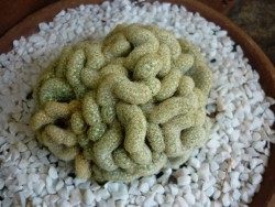 ����������� ����������