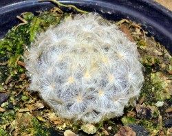 ���������� ������������