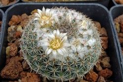 ���������� ������������