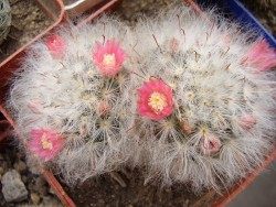 ����������� ����������� (��������)