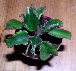 Peperomia macrothyrsa