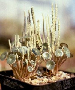 ��������� ������