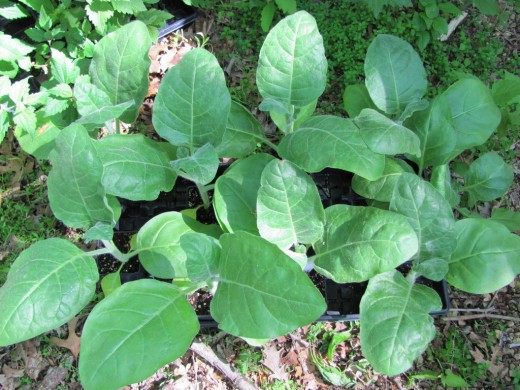 Обыкновенная махорка, или Табак деревенский (Nicotiana rustica)