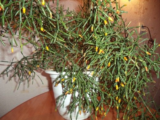 ������� �����������, ��� ������� ��������������, ��� ������� �������������