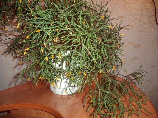 ������� �����������, ��� ������� ��������������, ��� ������� �������������