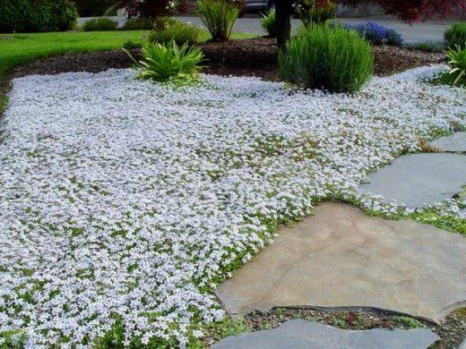 ��������� ������ "Blue Star Creeper"