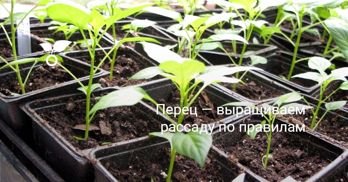 Когда сажать хвойные деревья на даче Когда сажать хвойные деревья на даче