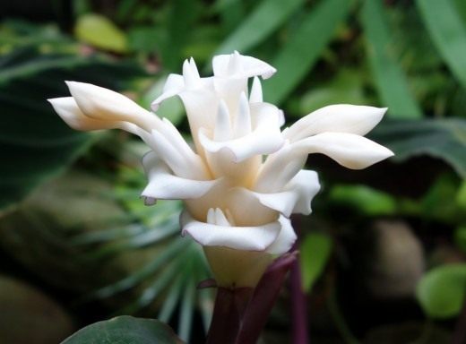 Калатея Варшевича (Calathea warscewiczii)