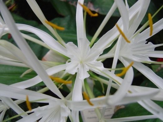 ��������� ����������, ��� ������������ ����������