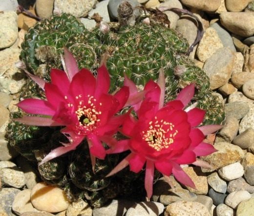   (),    (. Echinopsis ancistrophora)