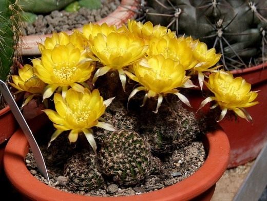  ,    (. Echinopsis tiegeliana)