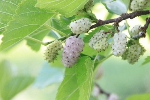 Шелковица белая (Morus alba)