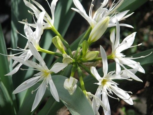 ��������� ����������� (���. Pancratium illyricum)