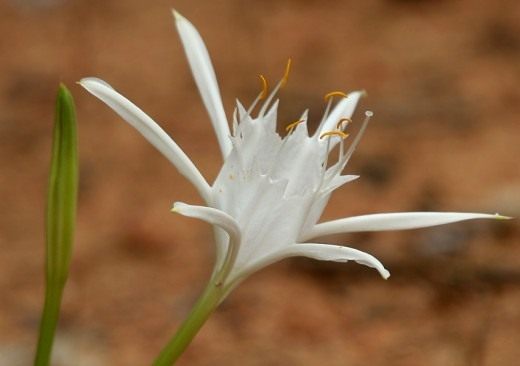 ��������� ����� (���. Pancratium parvum)