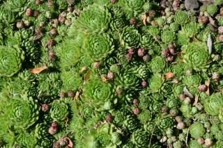 Sempervivum_tectorum-320x213.jpg (320×213)