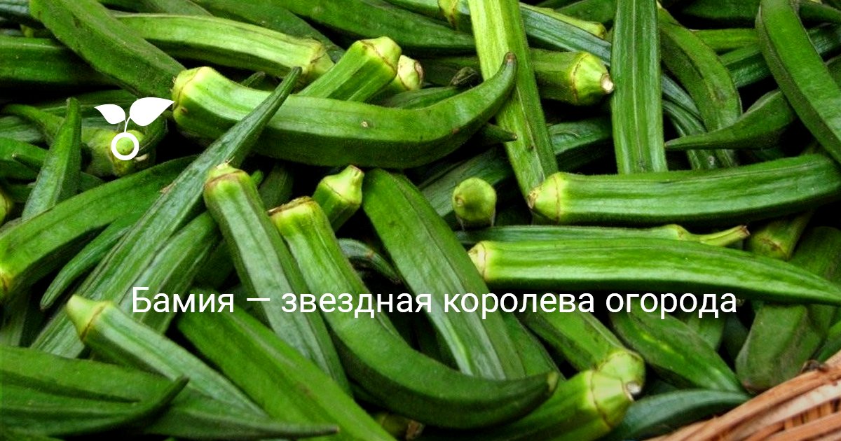 Бамия выращивание в россии 11