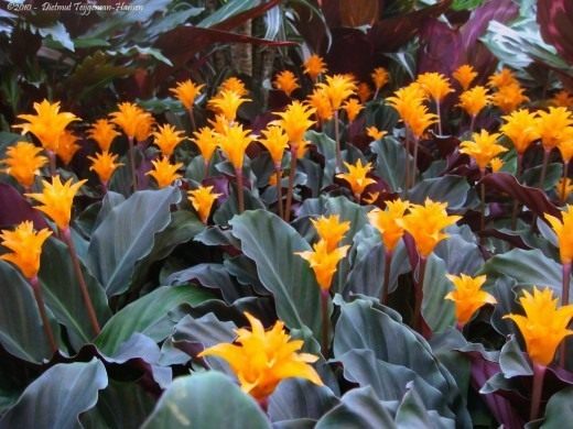 Калатея шафранная (Calathea crocata)