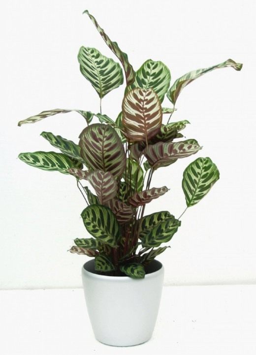 Калатея Макоя (Calathea makoyana)