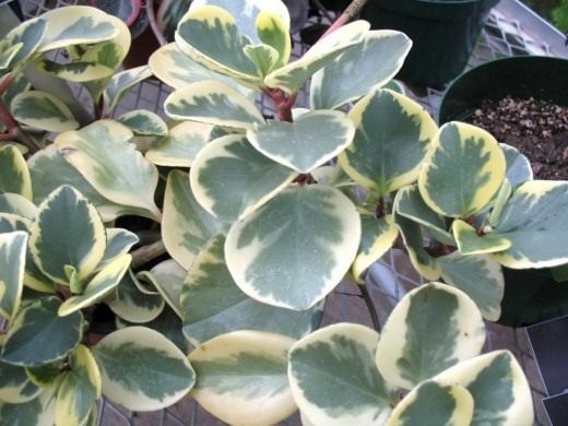   'Variegata' 
