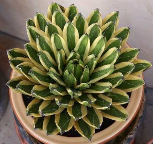   , 'Variegated'