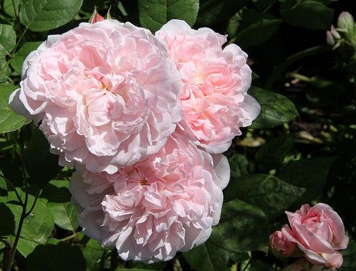   (Rosa Heritage)