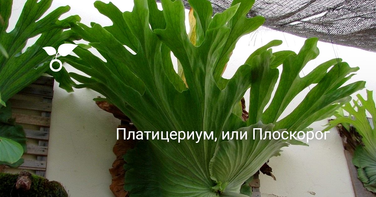 Кактусы уход в домашних условиях фото как поливать фото Кактусы уход в домашних условиях фото как поливать фото