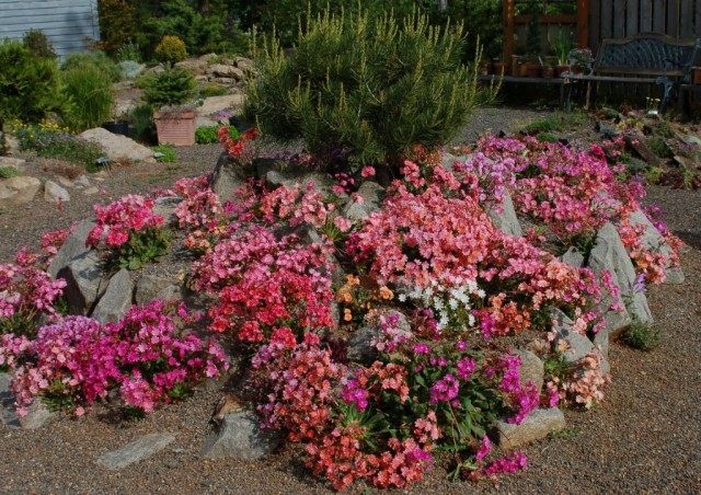 Альпийская горка с цветущими Левизиями котиледон (Lewisia cotyledon) Альпийская горка с цветущими Левизиями котиледон (Lewisia cotyledon)