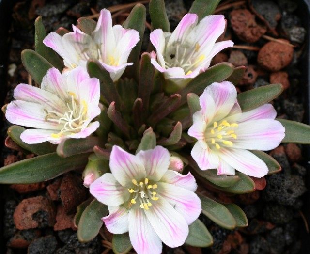 Левизия короткочашечковая (Lewisia brachycalyx) Левизия короткочашечковая (Lewisia brachycalyx)