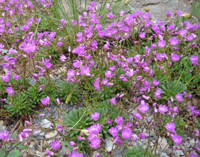 Левизия колумбийская (Lewisia cоlumbiana) Левизия колумбийская (Lewisia cоlumbiana)