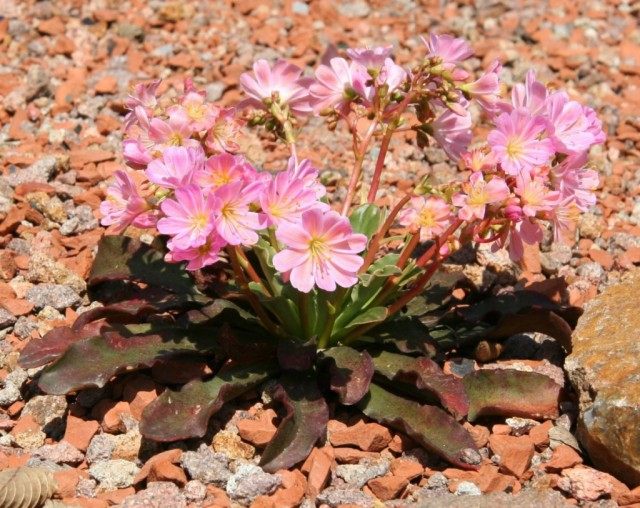 Левизия котиледон (Lewisia cotyledon) Левизия котиледон (Lewisia cotyledon)