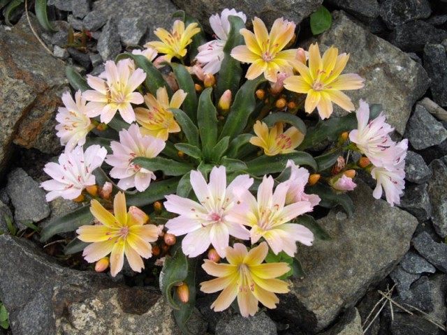 Левизия длиннолепестковая 'Little Peach' (Lewisia longipetala) Левизия длиннолепестковая 'Little Peach' (Lewisia longipetala)
