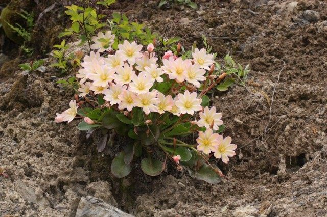 Левизия Твиди (Lewisia tweedyi) Левизия Твиди (Lewisia tweedyi)