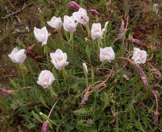 Ослинник бесстебельный, или Энотера бесстебельная (Oenothera acaulis) Ослинник бесстебельный, или Энотера бесстебельная (Oenothera acaulis)