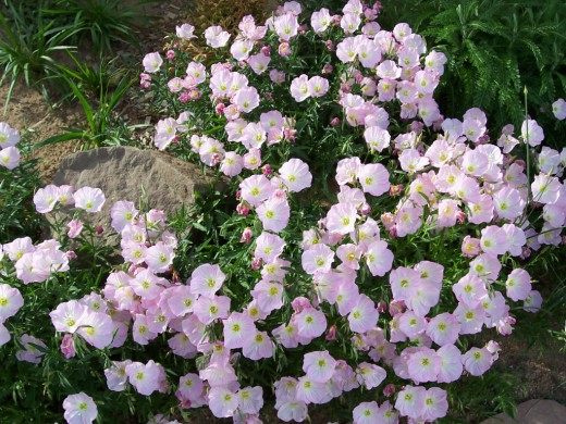 Ослинник красивый, или Энотера красивая (Oenothera speciosa) Ослинник красивый, или Энотера красивая (Oenothera speciosa)