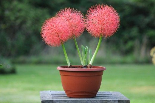 Скадоксус многоцветковая подвид Катарина (Scadoxus multiflorus ssp katherinae), син. Гемантус Катарина (Haemanthus Katherinae) Скадоксус многоцветковая подвид Катарина (Scadoxus multiflorus ssp katherinae), син. Гемантус Катарина (Haemanthus Katherinae)