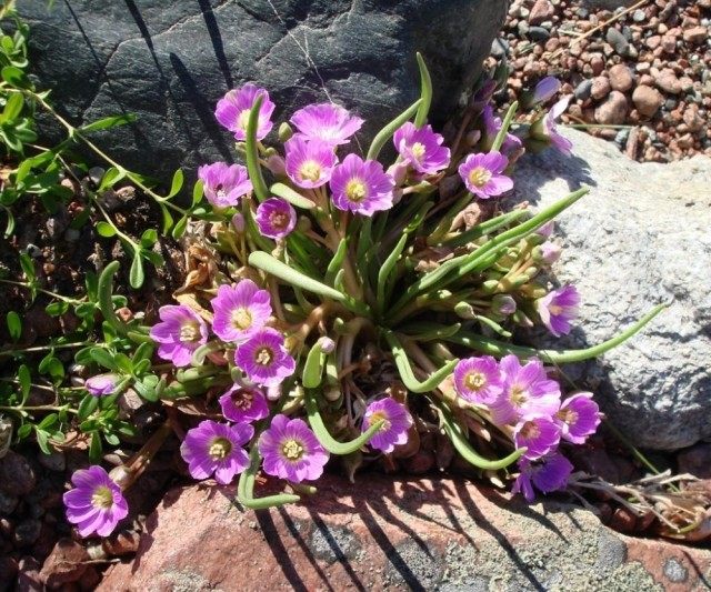 Левизия карликовая (Lewisia pygmaea) Левизия карликовая (Lewisia pygmaea)