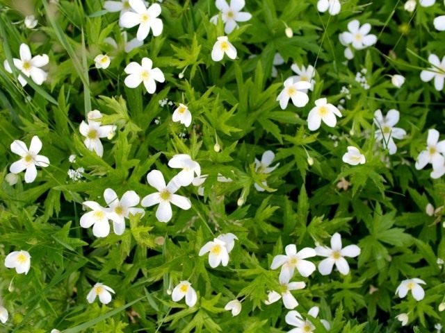 Анемона канадская, Ветреница канадская (Anemone canadensis) Анемона канадская, Ветреница канадская (Anemone canadensis)