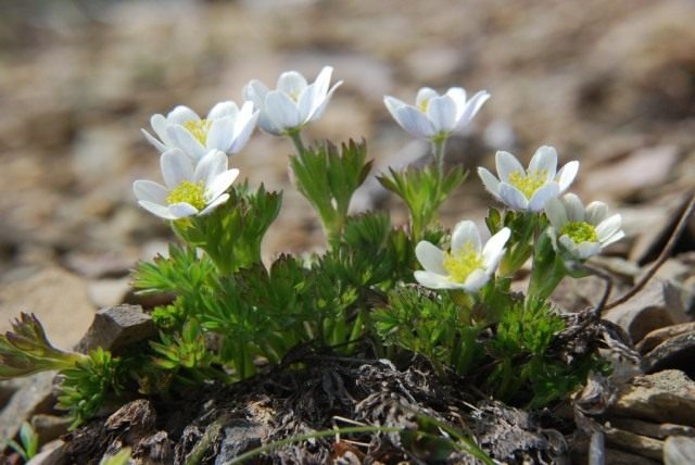 Анемона Друммонда, Ветреница Друммонда (Anemone drummondii) Анемона Друммонда, Ветреница Друммонда (Anemone drummondii)