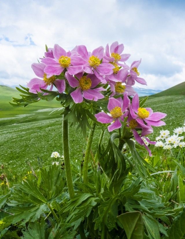 Анемона пучковая, Ветреница пучковая (Anemone fasciculata) Анемона пучковая, Ветреница пучковая (Anemone fasciculata)