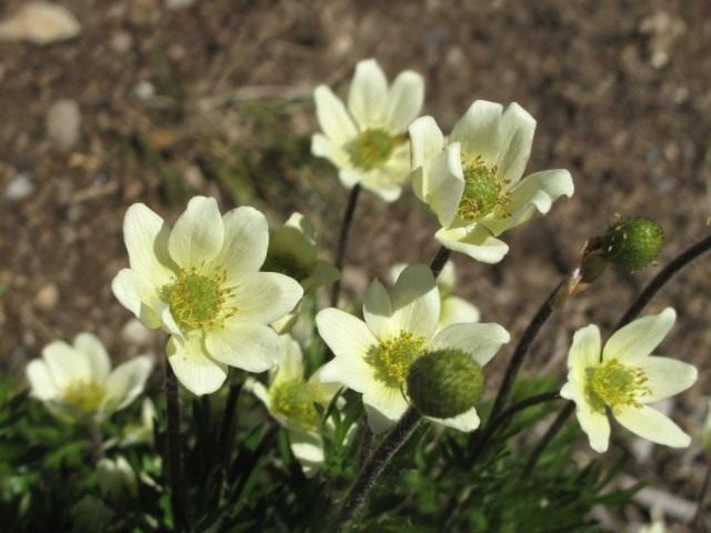 Анемона многоголовчатая, Ветреница многоголовчатая (Anemone multifida) Анемона многоголовчатая, Ветреница многоголовчатая (Anemone multifida)