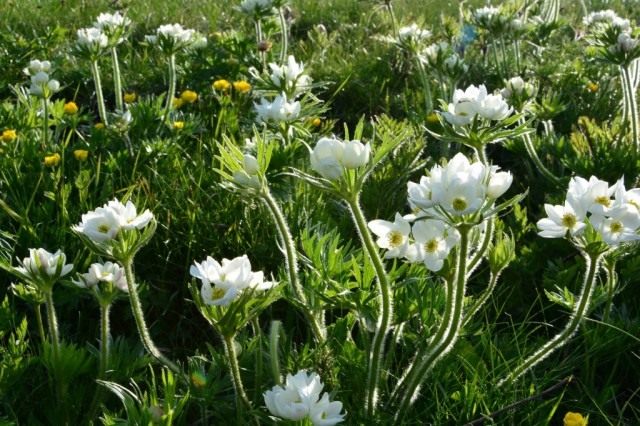 Анемона нарциссоцветковая, Ветреница нарциссоцветковая (Anemone narcissiflora) Анемона нарциссоцветковая, Ветреница нарциссоцветковая (Anemone narcissiflora)