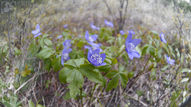 Анемона орегонская, Ветреница орегонская (Anemone oregana) Анемона орегонская, Ветреница орегонская (Anemone oregana)