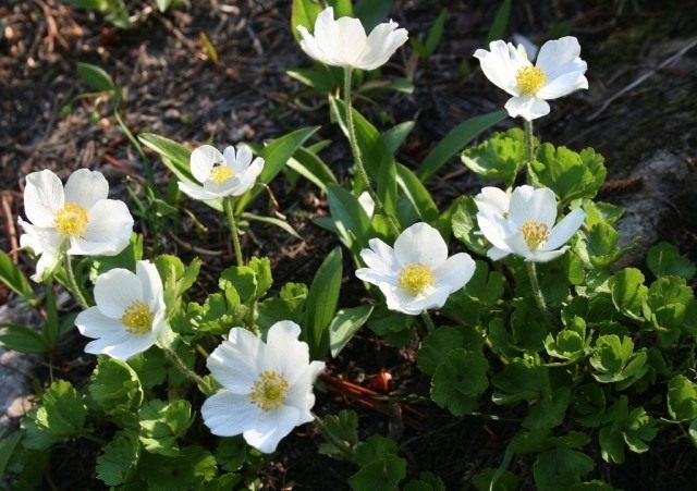 Анемона мелкоцветковая, Ветреница мелкоцветковая (Anemone parviflora) Анемона мелкоцветковая, Ветреница мелкоцветковая (Anemone parviflora)