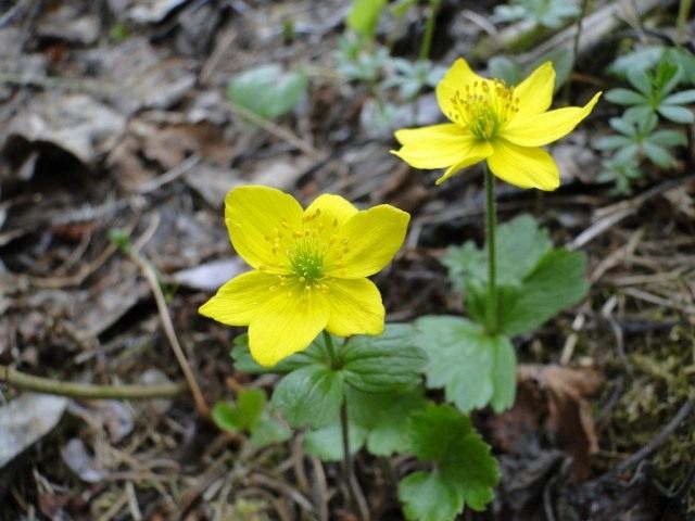 Анемона Ричардсона, Ветреница Ричардсона (Anemone richardsonii) Анемона Ричардсона, Ветреница Ричардсона (Anemone richardsonii)
