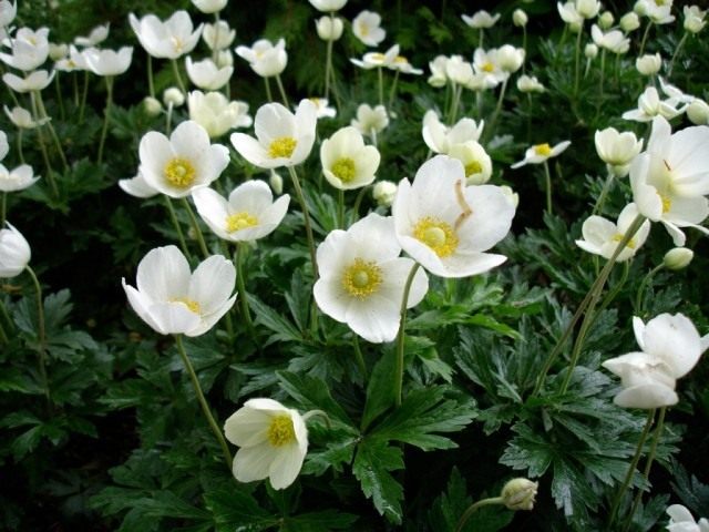 Анемона лесная, Ветреница лесная (Anemone sylvestris) Анемона лесная, Ветреница лесная (Anemone sylvestris)