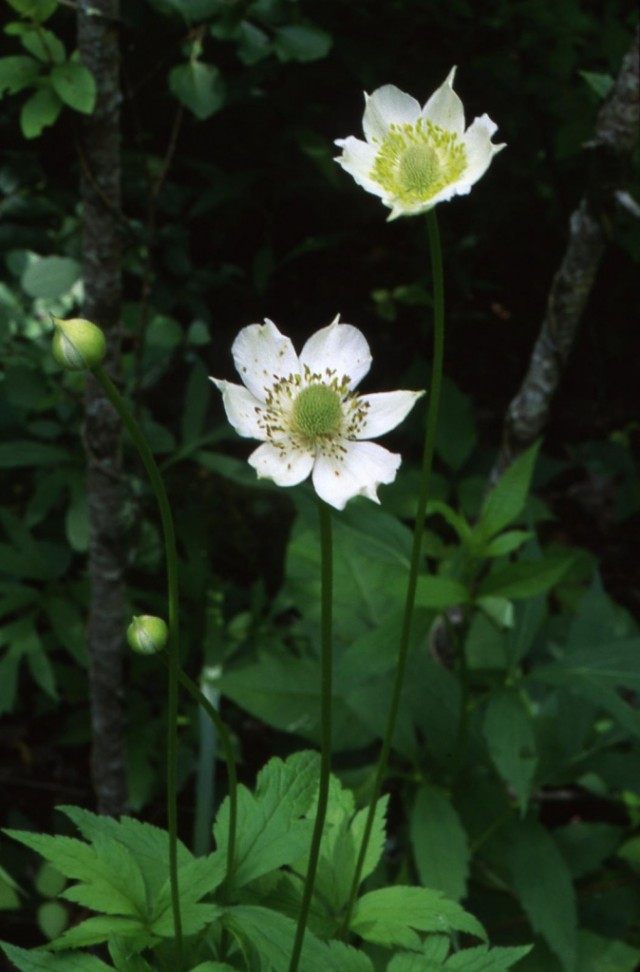 Анемона виргинская, Ветреница виргинская (Anemone virginiana) Анемона виргинская, Ветреница виргинская (Anemone virginiana)