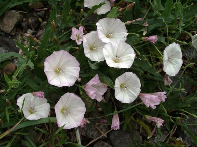 Вьюнок двувершинный (Convolvulus bicuspidatus) Вьюнок двувершинный (Convolvulus bicuspidatus)