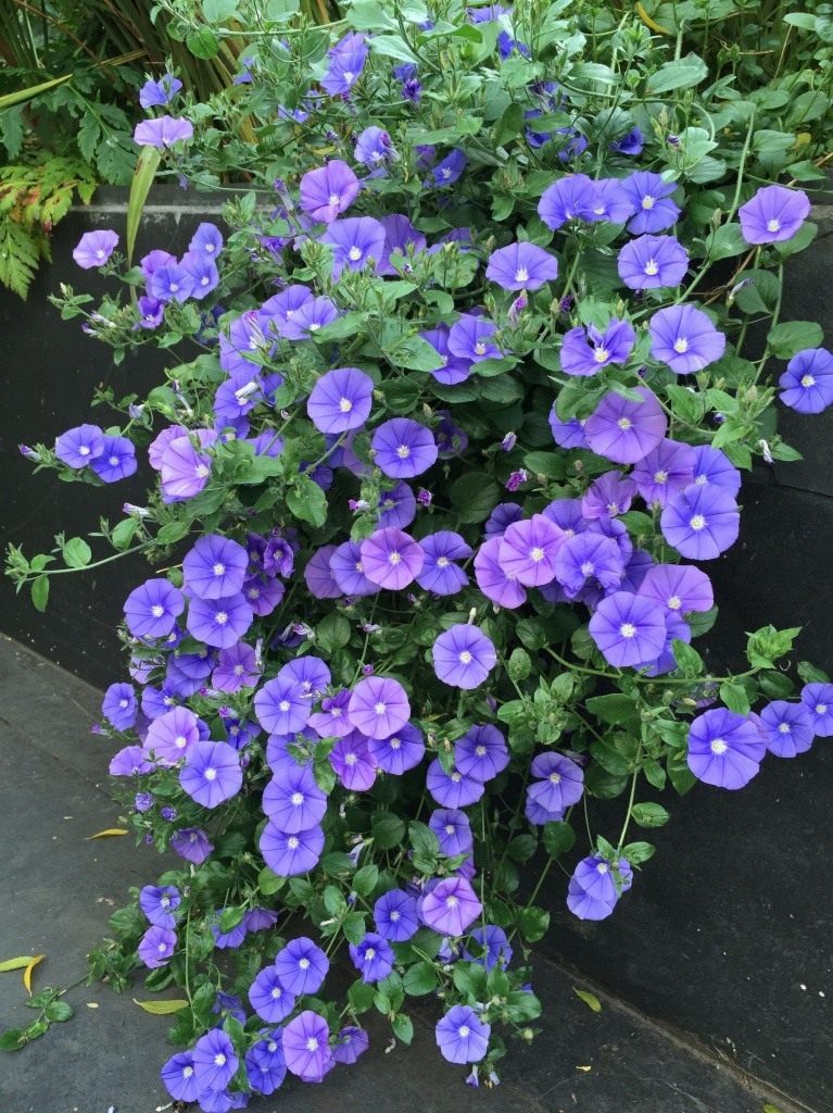 http://www.botanichka.ru/wp-content/uploads/2015/11/Convolvulus_sabatius_04.jpg